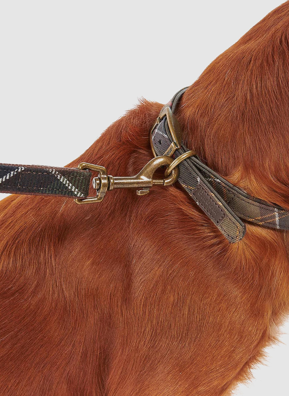 Webbing Dog Collar - Classic Tartan